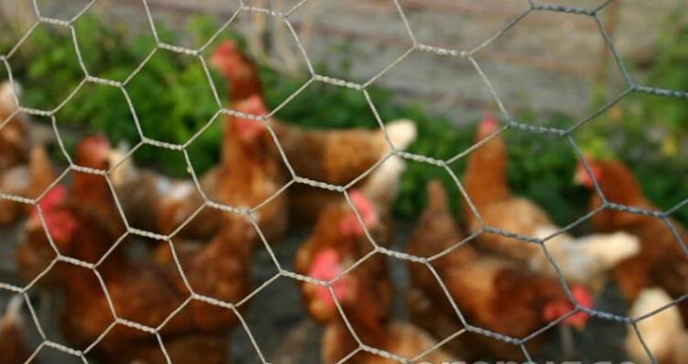 لوله مانیسمان